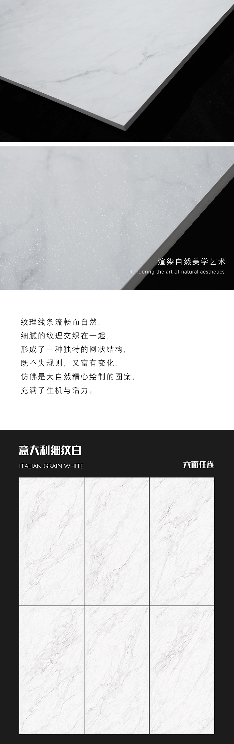 意大利細紋白-1(新）_03